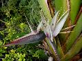 Bird-of-Paradise Tree / Strelitzia nicolai 